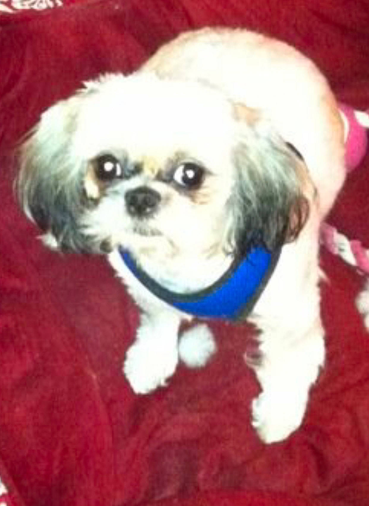 Princess joined the competition — help win amazing prizes! ancient_dog_breeds, canidae, carnivore, companion_dog, dog, dog_breed, dog_clothes, dog_supply, fawn, fur, maltepoo, non_sporting_group, pekapoo, puppy, puppy_love, shih_tzu, snout, sporting_group, toy_dog, working_animal