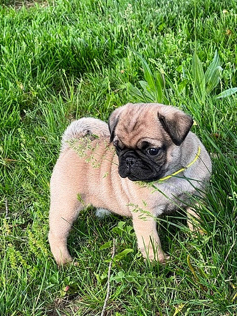 Sarge joined the competition — help win amazing prizes! canidae, carnivore, companion_dog, dog, dog_breed, fawn, grass, groundcover, plant, pug, puggle, snout, soil, sporting_group, terrestrial_animal, toy_dog, whiskers, wildlife, working_animal, wrinkle
