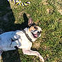 dog, grass, outdoor, playful, toy, rope_toy, happy, pet, canine, animal, sunlight, shadow, nature, fun, expression, playtime, collar, white, brown, black