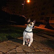 Neyko participe au concours pour gagner de l'argent avec cette photo : dog, small_dog, night, streetlamp, pavement, urban, building, grass, reflective_collar, sitting, alert, dark, outdoor, quiet, residential_area, shadow, sidewalk, street, animal, pet