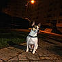 dog, small_dog, night, streetlamp, pavement, urban, building, grass, reflective_collar, sitting, alert, dark, outdoor, quiet, residential_area, shadow, sidewalk, street, animal, pet