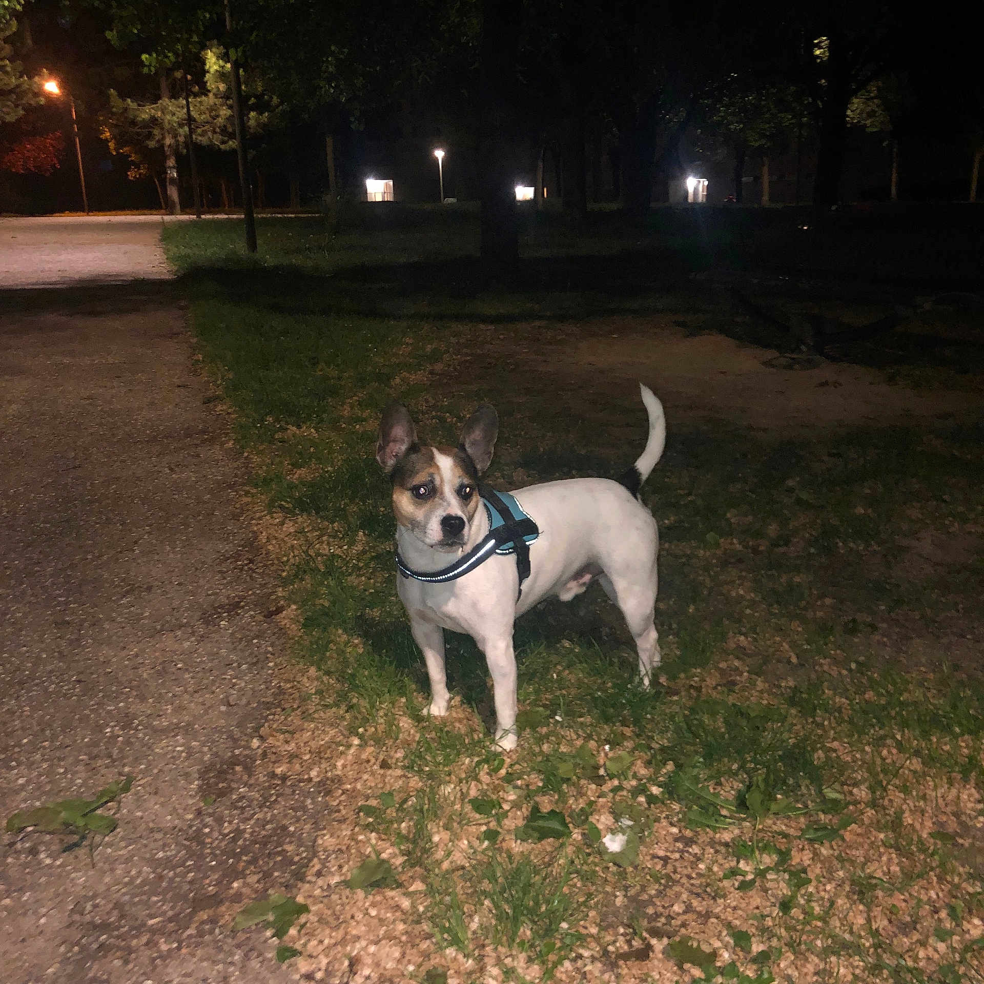 Neyko a rejoint le concours — aidez-le/la à gagner de superbes lots ! alert, animal, canine, curious, dark, dog, flash, grass, harness, leaves, lighting, nature, night, outdoor, park, path, pet, quiet, standing, tree