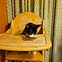 animal, cat, cat_food, cozy, curtains, cute, domestic, feeding, furniture, high_chair, household, indoor, mammal, orange_wall, paws, pet, polka_dot, tray, tuxedo_cat, wooden_furniture