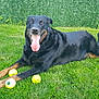 Anouk a rejoint le concours — aidez-le/la à gagner de superbes lots ! animal, canine, dog, domestic_animal, friendly, grass, greenery, happy, laying_down, leisure, mammal, nature, outdoor, park, pet, playful, rottweiler, summer, tennis_balls, tongue_out