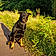 Anouk