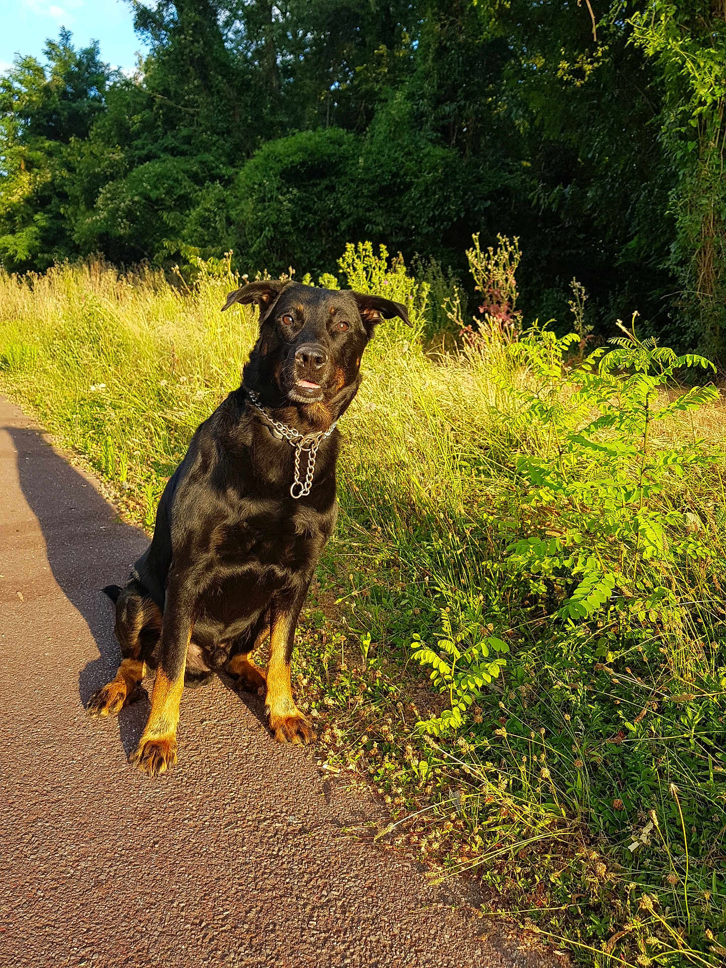 Anouk a rejoint le concours — aidez-le/la à gagner de superbes lots ! animal, black_dog, bushes, calm, canine, chain_collar, daytime, dog, grass, greenery, nature, outdoor, pathway, pet, plants, shadow, sitting, sunlight, tan_paws, trees