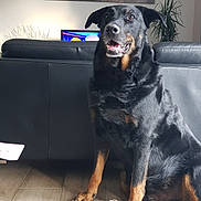 Anouk participe au concours pour gagner de l'argent avec cette photo : black_dog, canine, couch, dog, ears, eyes, fur, happy, home, indoor, lamp, leather_couch, living_room, paw, pet, plant, sitting, snout, tan_dog, wooden_floor