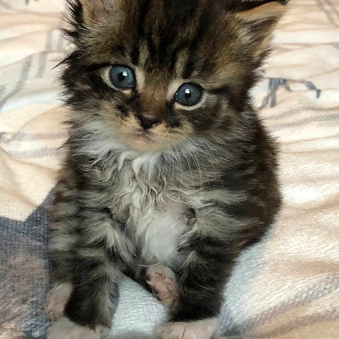 Timothy