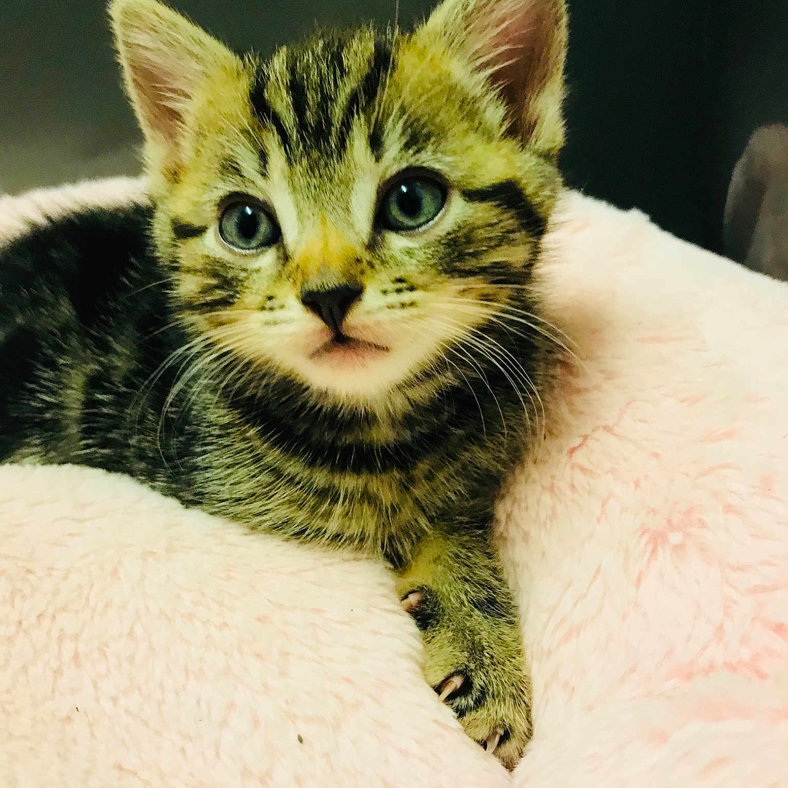 Oscar