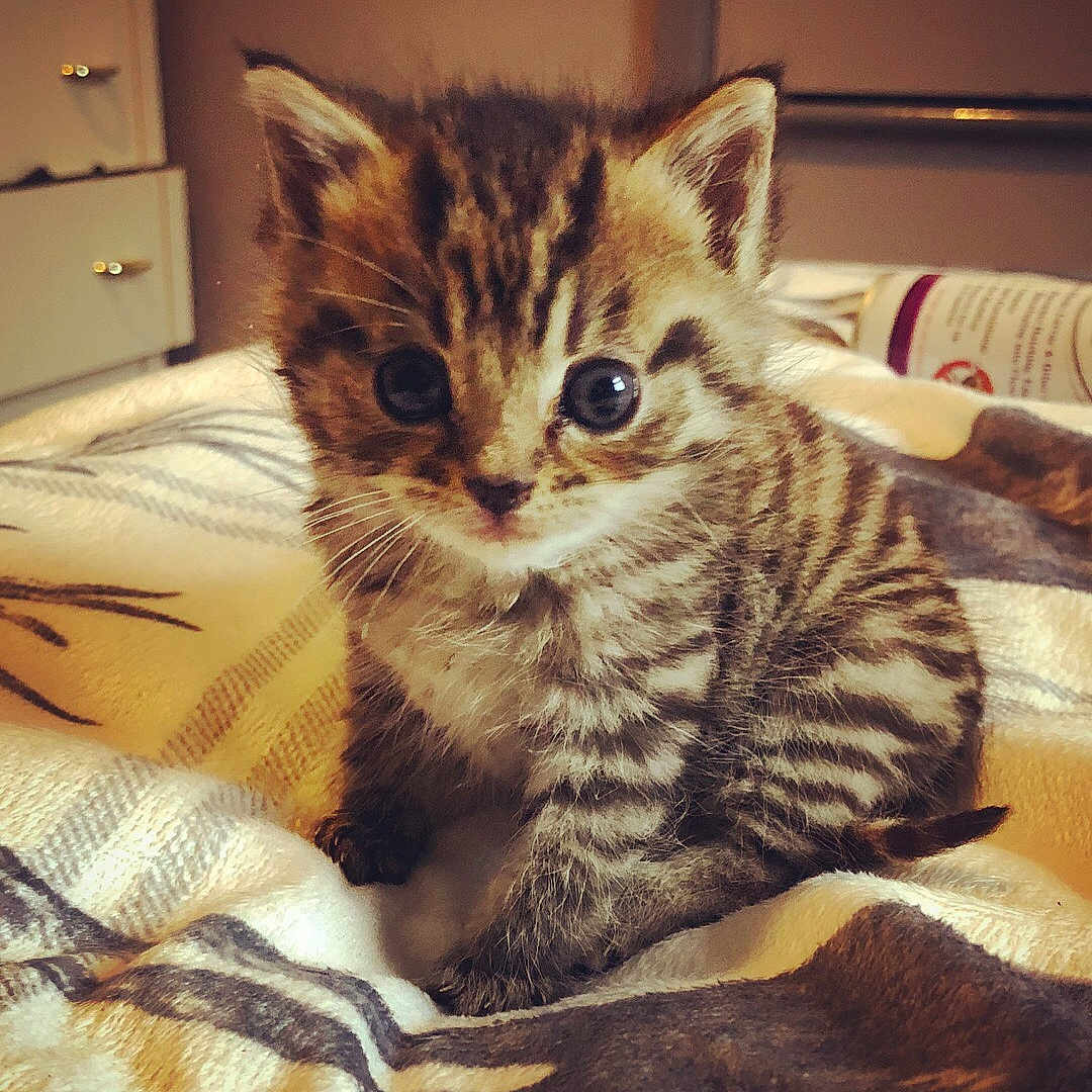 Loki