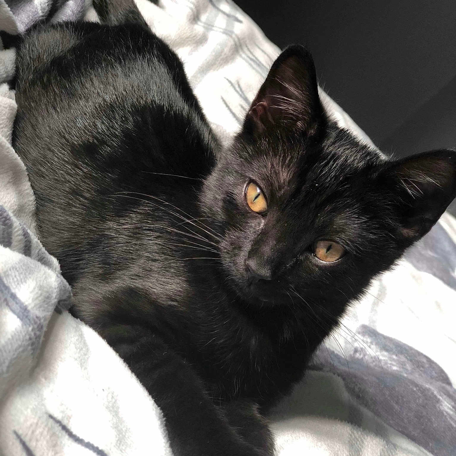 Ellie
