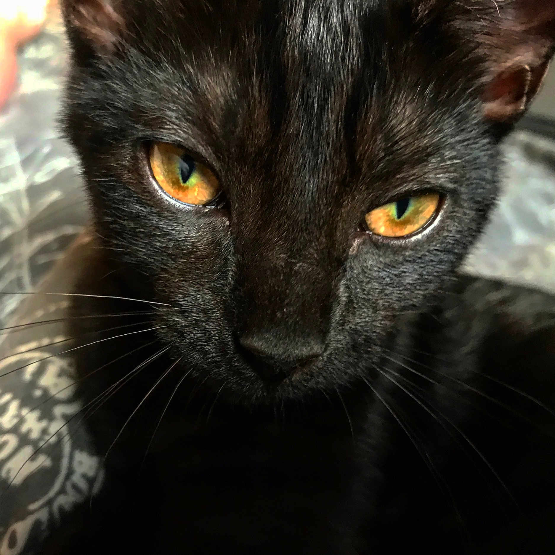 Lyra