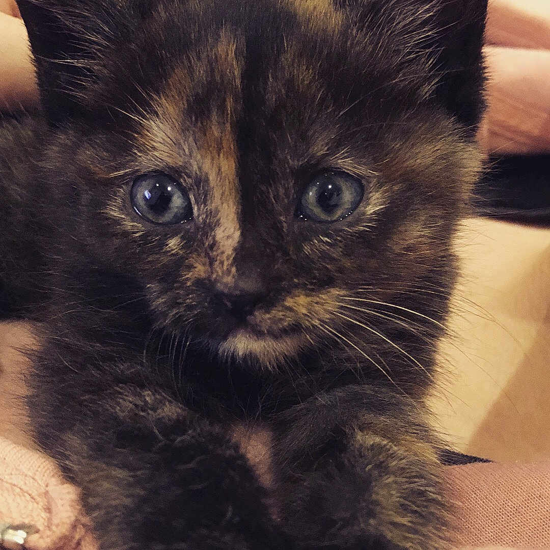 Harley