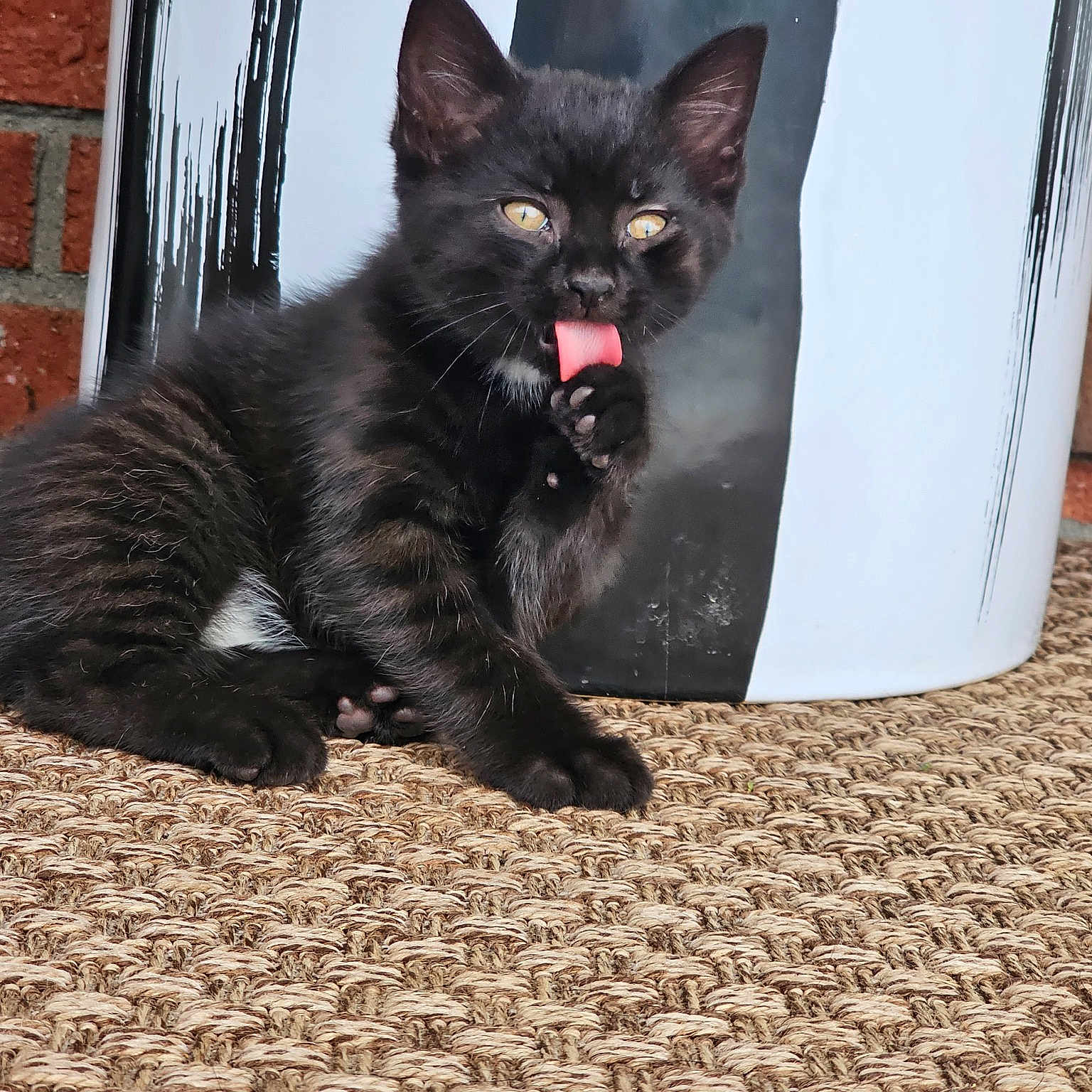 Diego is registered to the contest to win money with this photo: black_cat, bombay, brick, brickwork, carnivore, cat, claw, domestic_short_haired_cat, felidae, flooring, fur, grey, paw, road_surface, sitting, small_to_medium_sized_cats, snout, tail, whiskers, window