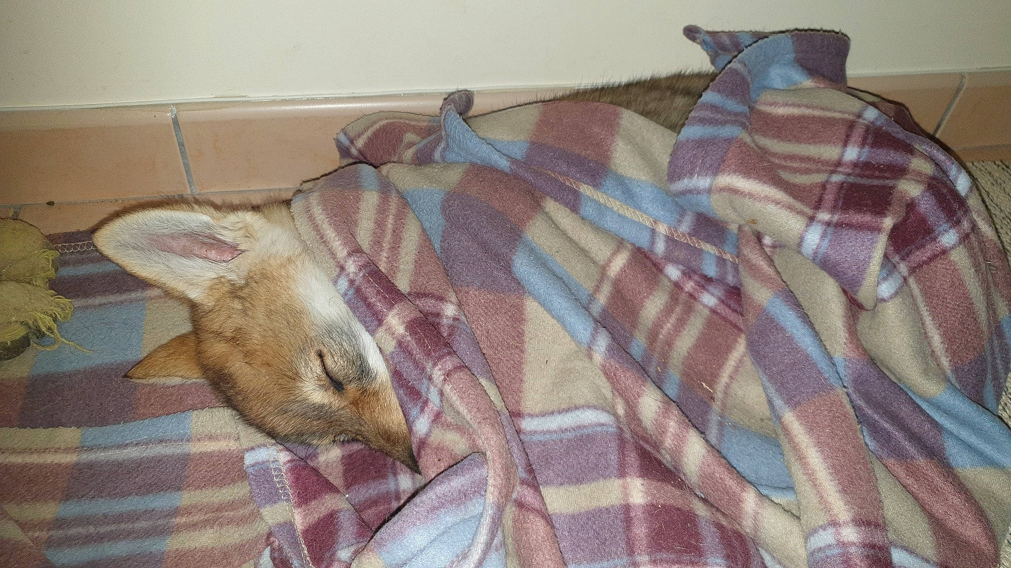 Sköll participe au concours pour gagner de l'argent avec cette photo : blanket, carnivore, cat, claw, comfort, fawn, felidae, fur, linens, pattern, plaid, room, small_to_medium_sized_cats, tail, tartan, terrestrial_animal, whiskers, wood