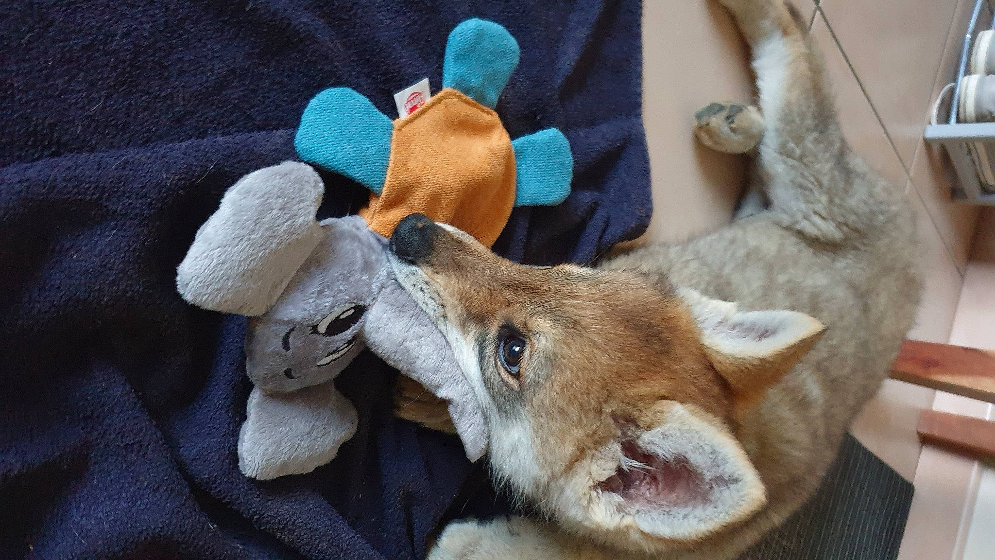 Sköll participe au concours pour gagner de l'argent avec cette photo : canidae, carnivore, companion_dog, dog, dog_breed, fawn, felidae, fox, fur, fur_clothing, plush, small_to_medium_sized_cats, snout, sporting_group, stuffed_toy, tail, terrestrial_animal, toy, whiskers, working_animal