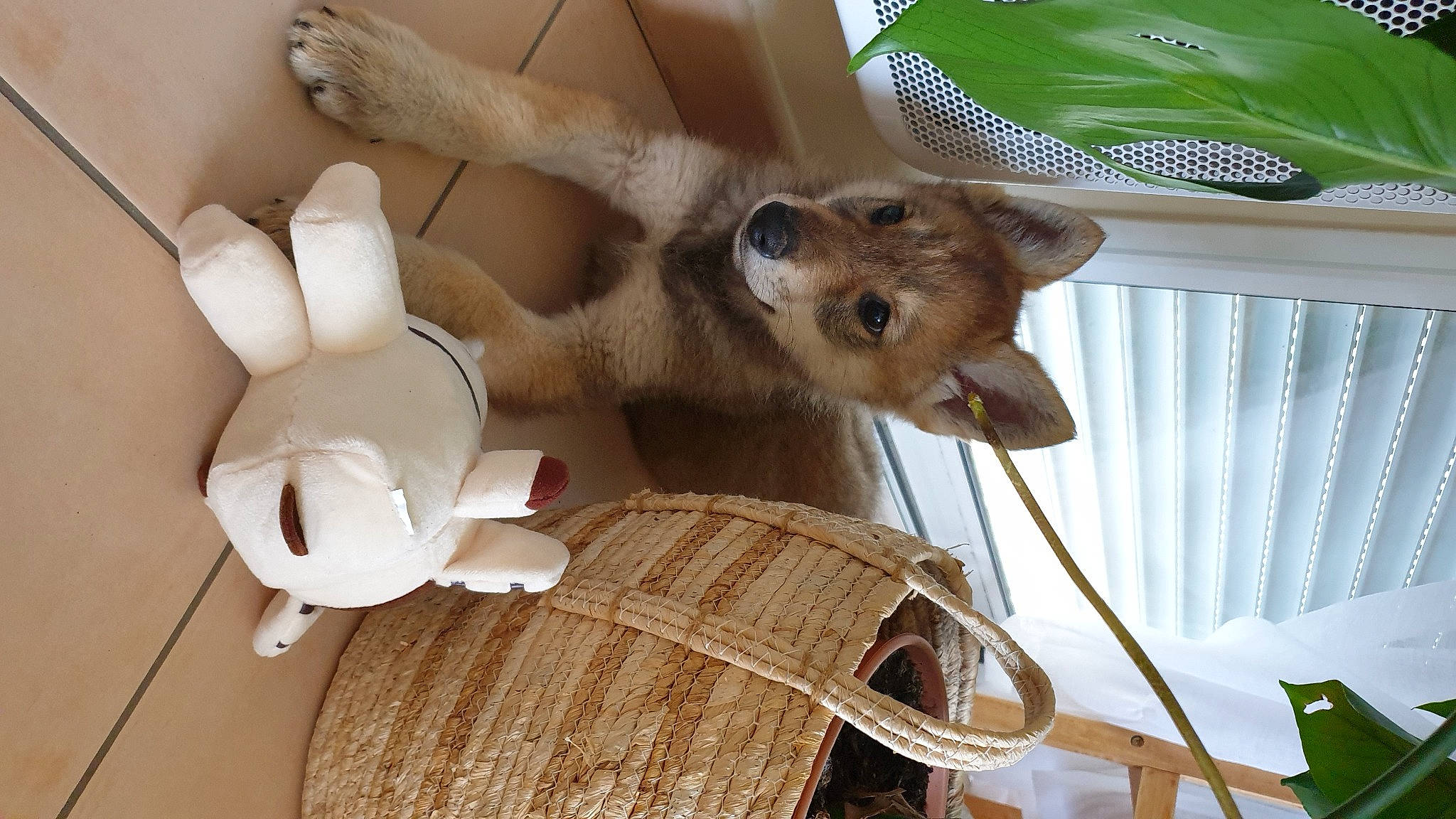 Sköll a rejoint le concours — aidez-le/la à gagner de superbes lots ! canidae, carnivore, companion_dog, dog, dog_breed, fawn, felidae, fur, marsupial, natural_material, tail, terrestrial_animal, twig, wood, working_animal