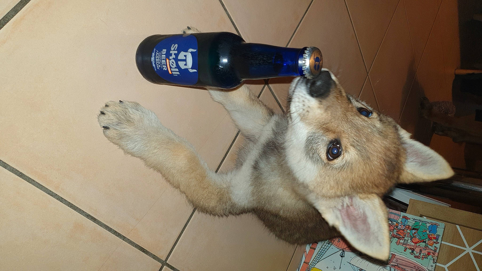 Sköll participe au concours pour gagner de l'argent avec cette photo : bottle, canidae, carnivore, companion_dog, dog, dog_breed, drink, drinking_water, drinkware, electric_blue, fawn, flooring, fur, plastic_bottle, snout, sporting_group, stuffed_toy, tail, water_bottle, whiskers