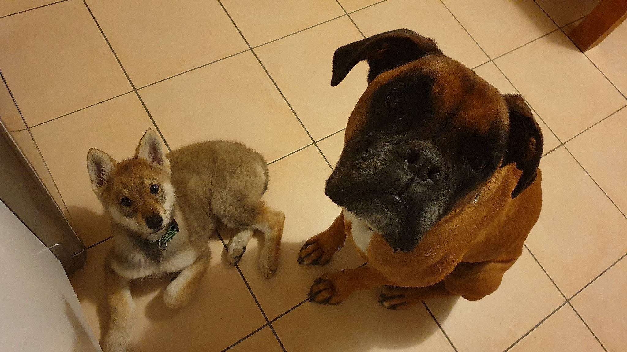 Nesquik participe au concours pour gagner de l'argent avec cette photo : canidae, canis, carnivore, companion_dog, dog, dog_breed, fawn, flooring, fur, paw, snout, sporting_group, tail, terrestrial_animal, whiskers, working_animal