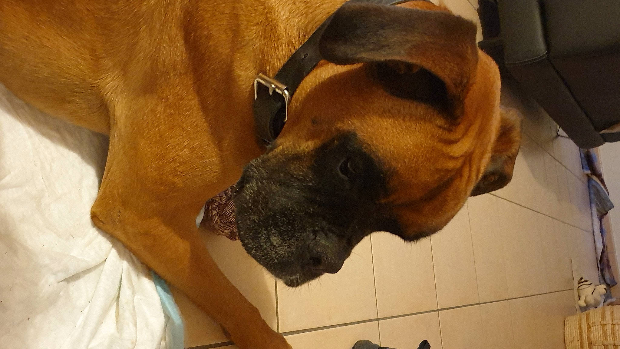 Nesquik participe au concours pour gagner de l'argent avec cette photo : canidae, carnivore, collar, companion_dog, dog, dog_breed, ear, fawn, fur, jaw, liver, molosser, pet_supply, snout, sporting_group, terrestrial_animal, whiskers, working_animal, working_dog, wrinkle