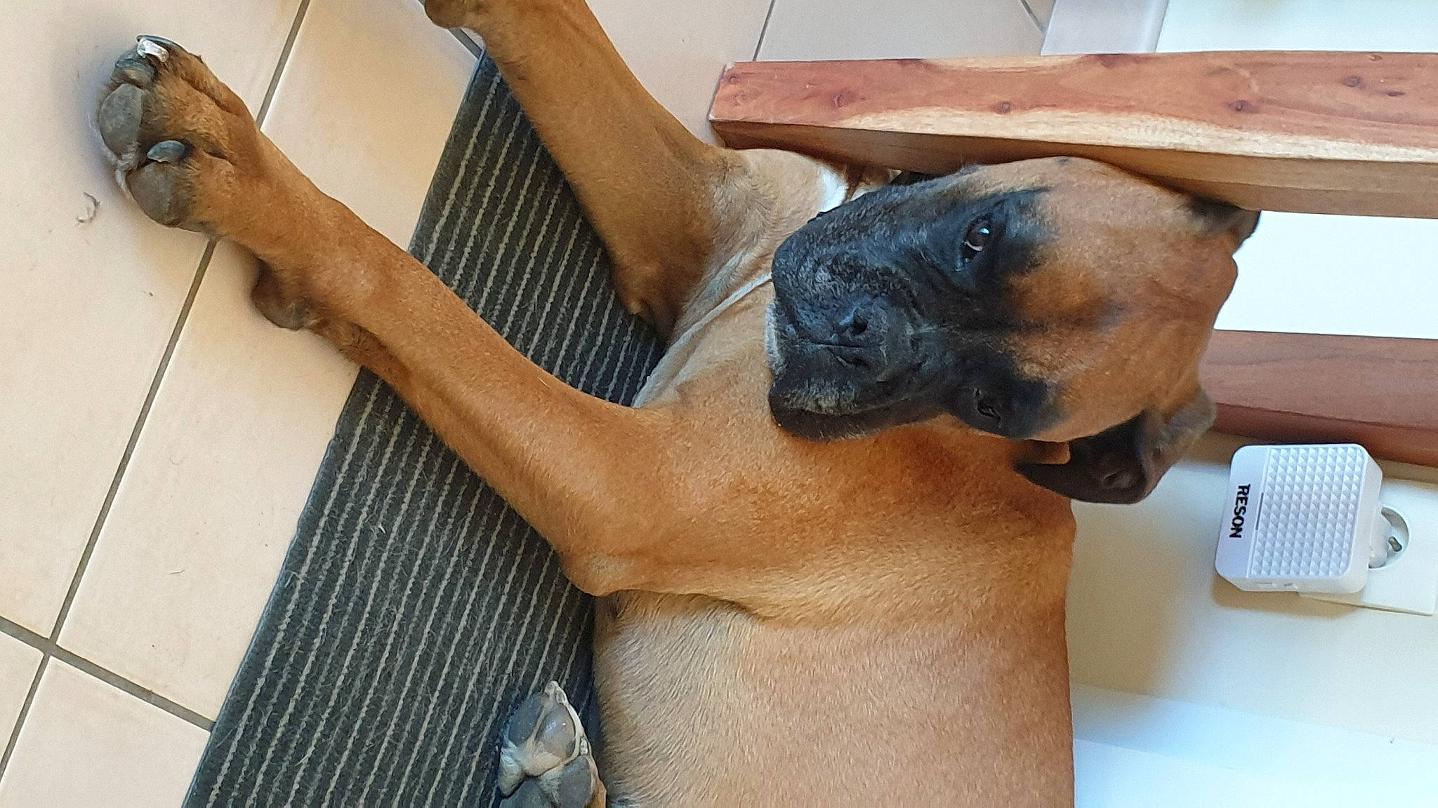 Nesquik participe au concours pour gagner de l'argent avec cette photo : canidae, carnivore, companion_dog, dog, dog_breed, elbow, fawn, fur, guard_dog, hardwood, human_leg, snout, sporting_group, wood, working_animal