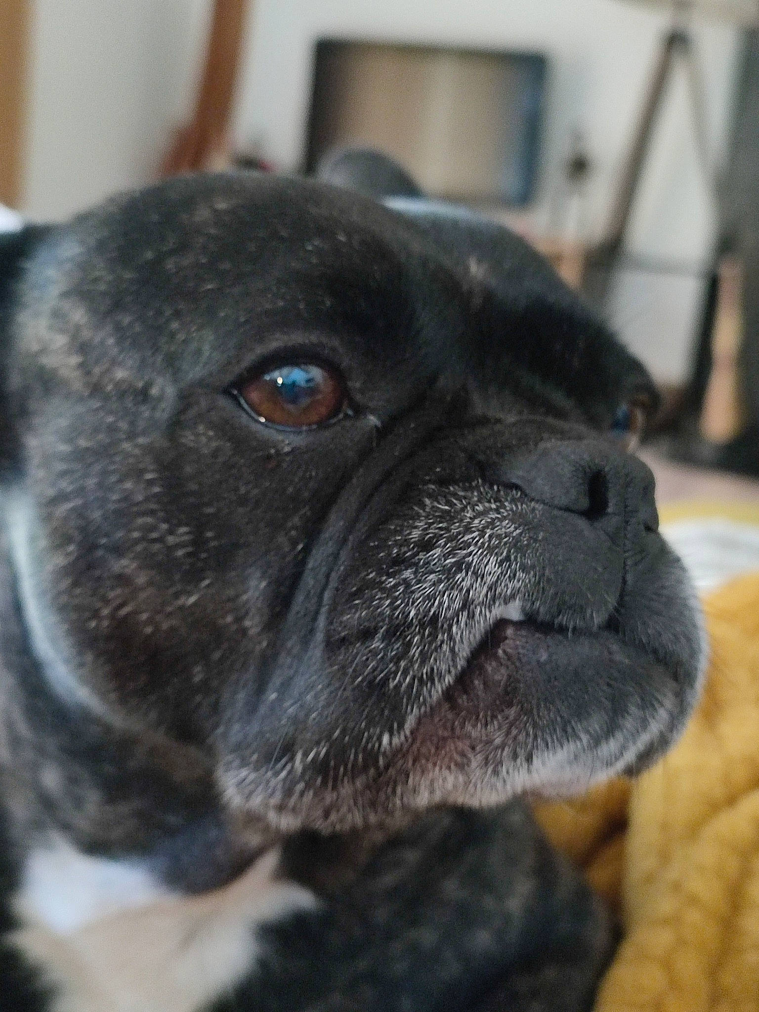 Maya participe au concours pour gagner de l'argent avec cette photo : bored, canidae, carnivore, close_up, companion_dog, dog, dog_breed, ear, eye, fawn, fur, non_sporting_group, pug, snout, sporting_group, terrestrial_animal, toy_dog, whiskers, working_animal, wrinkle