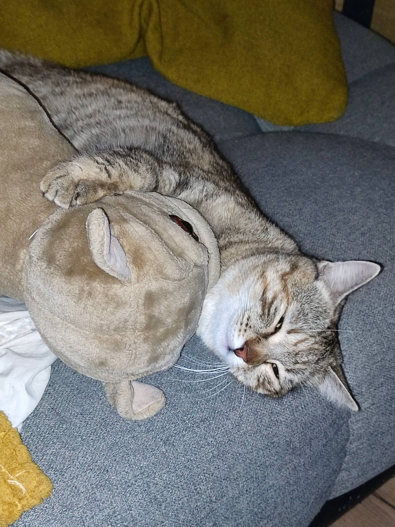 Rosie a rejoint le concours — aidez-le/la à gagner de superbes lots ! carnivore, cat, claw, comfort, couch, domestic_short_haired_cat, fawn, felidae, fur, grey, nap, paw, sitting, sleep, small_to_medium_sized_cats, snout, tail, terrestrial_animal, whiskers