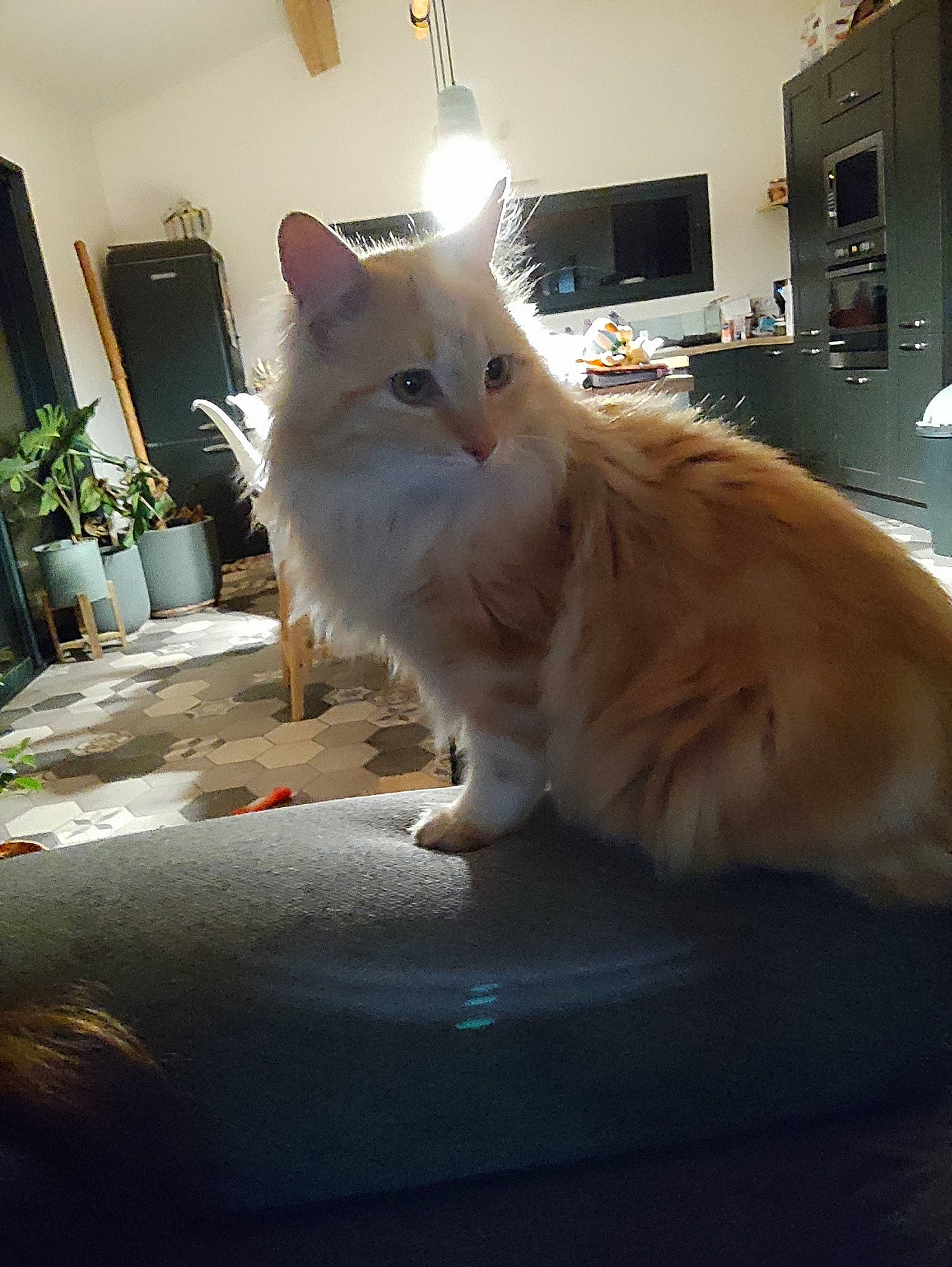 Slimane participe au concours pour gagner de l'argent avec cette photo : carnivore, cat, claw, comfort, computer_monitor, domestic_short_haired_cat, fawn, felidae, flooring, flowerpot, fur, houseplant, paw, plant, small_to_medium_sized_cats, snout, tail, whiskers, window, wood