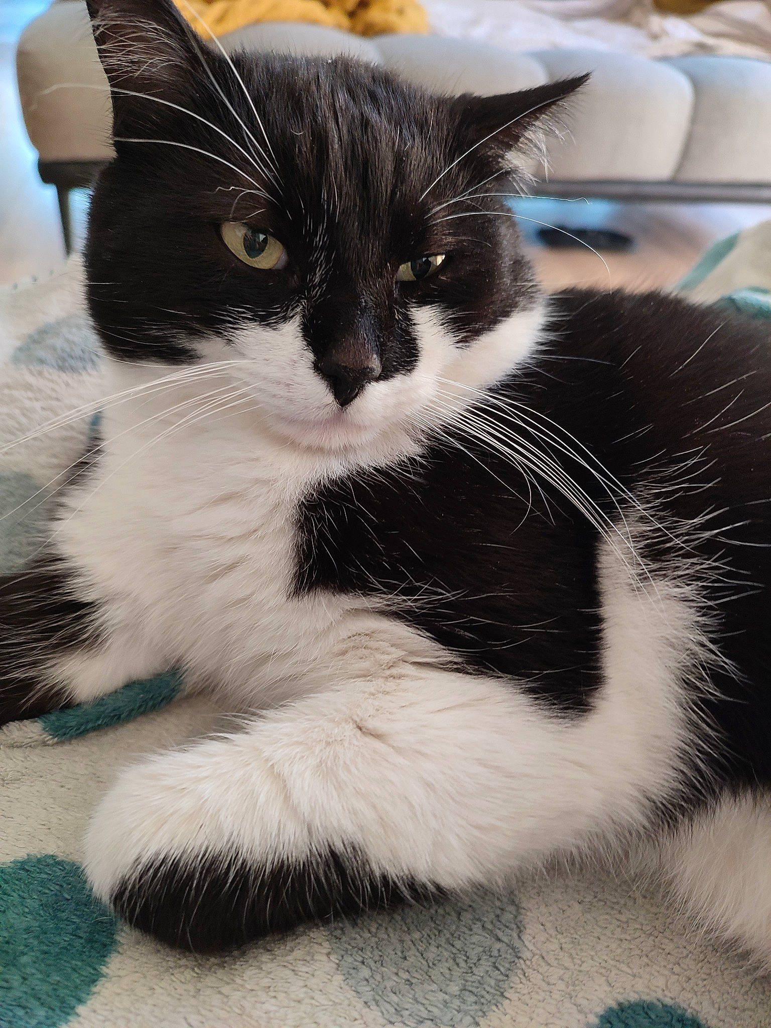 Dominou participe au concours pour gagner de l'argent avec cette photo : carnivore, cat, claw, comfort, domestic_short_haired_cat, eye, felidae, foot, fur, hair, head, human_body, iris, leg, monochrome_photography, paw, small_to_medium_sized_cats, snout, tail, whiskers