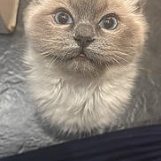 Moose joined the competition — help win amazing prizes! adorable, animal, blue_eyes, cat, close_up, curious, cute, feline, fluffy, fur, indoor, kitten, looking_up, mammal, pet, portrait, small, soft, whiskers, young