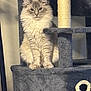 Mouse And Moose is registered to the contest to win money with this photo: cat, fluffy, sitting, cat_tree, gray, fur, pet, indoor, animal, portrait, calm, cute, feline, whiskers, ears, paws, looking, household, furniture, domestic