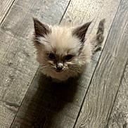 Mouse And Moose is registered to the contest to win money with this photo: kitten, cat, pet, animal, fur, ears, whiskers, floor, wooden_floor, shadow, cute, small, young, indoor, curious, looking_up, fluffy, domestic_animal, feline, adorable