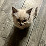 kitten, cat, pet, animal, fur, ears, whiskers, floor, wooden_floor, shadow, cute, small, young, indoor, curious, looking_up, fluffy, domestic_animal, feline, adorable