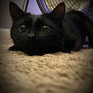 Binx is registered to the contest to win money with this photo: black_cat, cat, pet, indoor, carpet, fan, animal, feline, whiskers, ears, eyes, closeup, curious, crouching, texture, soft_light, shadow, focus, cozy, background_blur
