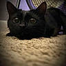 black_cat, cat, pet, indoor, carpet, fan, animal, feline, whiskers, ears, eyes, closeup, curious, crouching, texture, soft_light, shadow, focus, cozy, background_blur