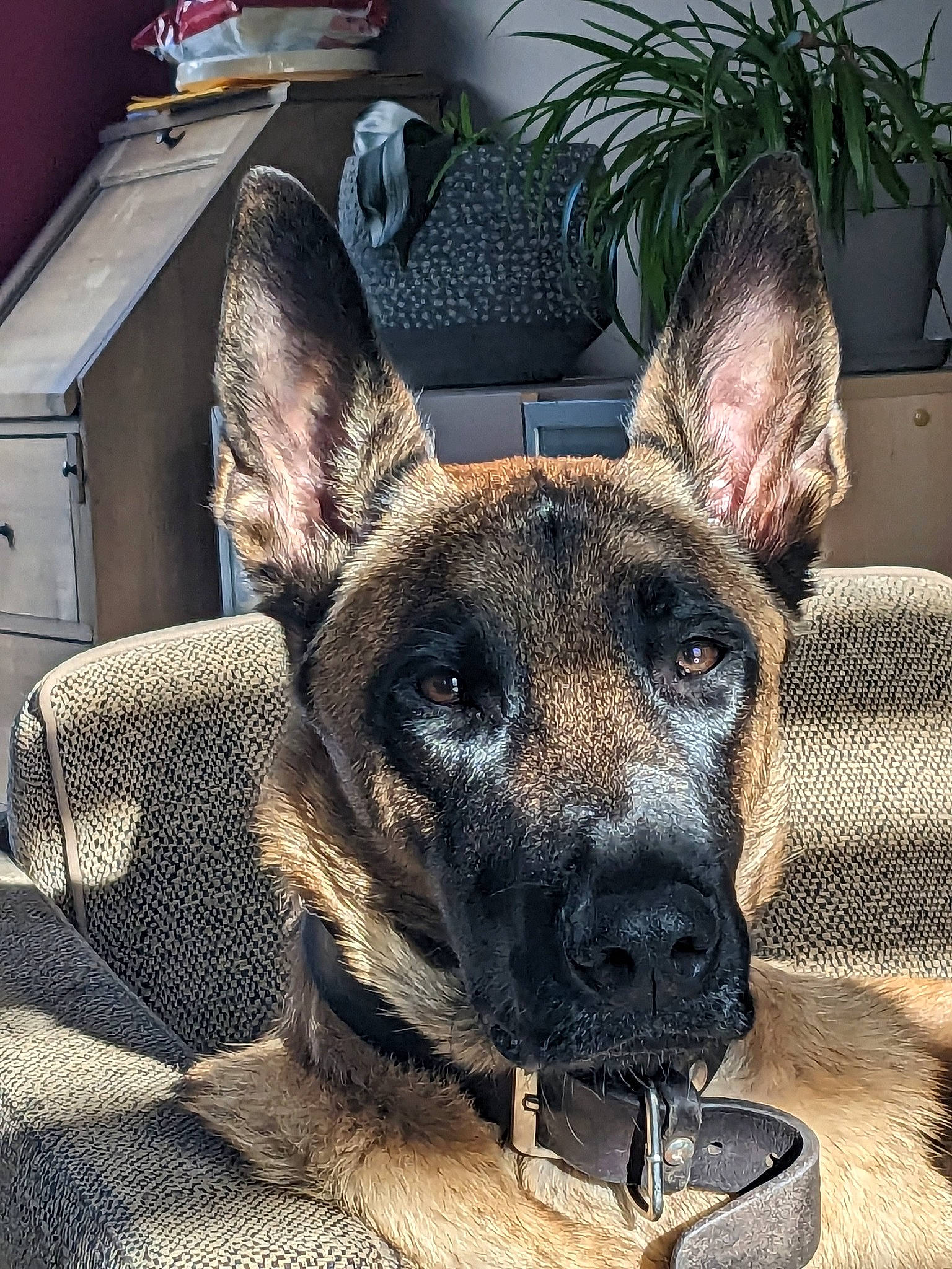 Stone a rejoint le concours — aidez-le/la à gagner de superbes lots ! canidae, carnivore, collar, companion_dog, dog, dog_breed, ear, eye, fawn, flowerpot, head, herding_dog, houseplant, metal, plant, snout, sporting_group, whiskers, window, working_animal