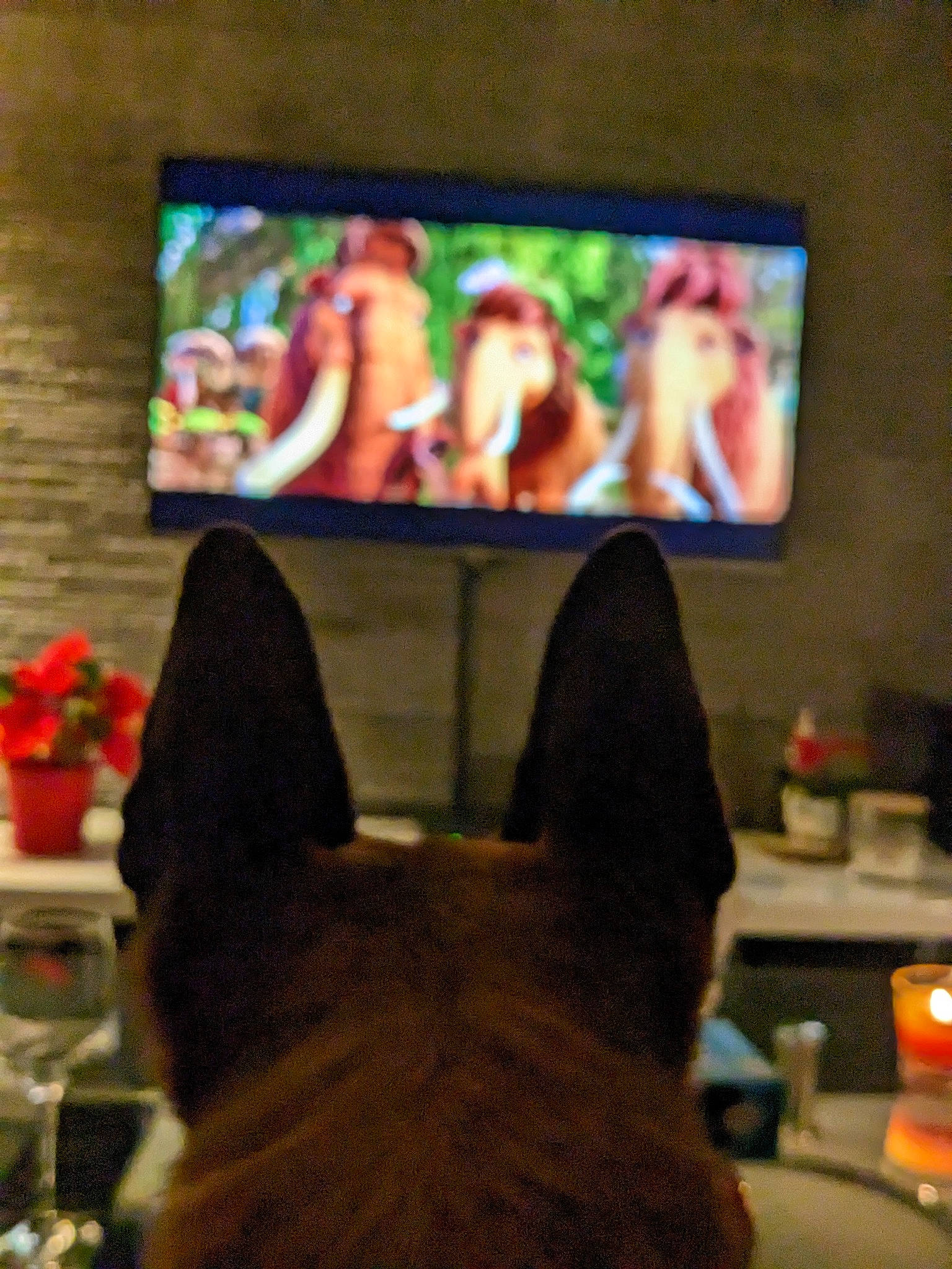 Stone a rejoint le concours — aidez-le/la à gagner de superbes lots ! carnivore, display_device, dog, dog_breed, entertainment, event, felidae, flat_panel_display, flooring, flowerpot, fun, fur, gesture, houseplant, room, tail, television, television_set, whiskers, working_animal