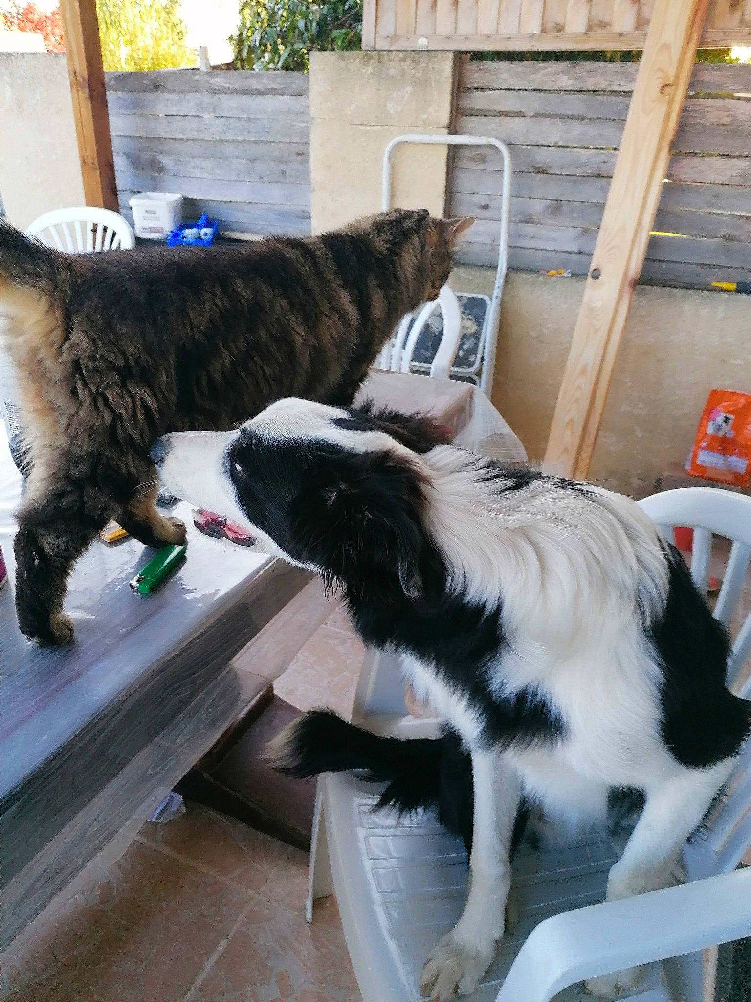 Ptit Prince a rejoint le concours — aidez-le/la à gagner de superbes lots ! canidae, carnivore, cat, european_shorthair, felidae, fur, kitten, mammal, small_to_medium_sized_cats, sporting_group, tail, whiskers