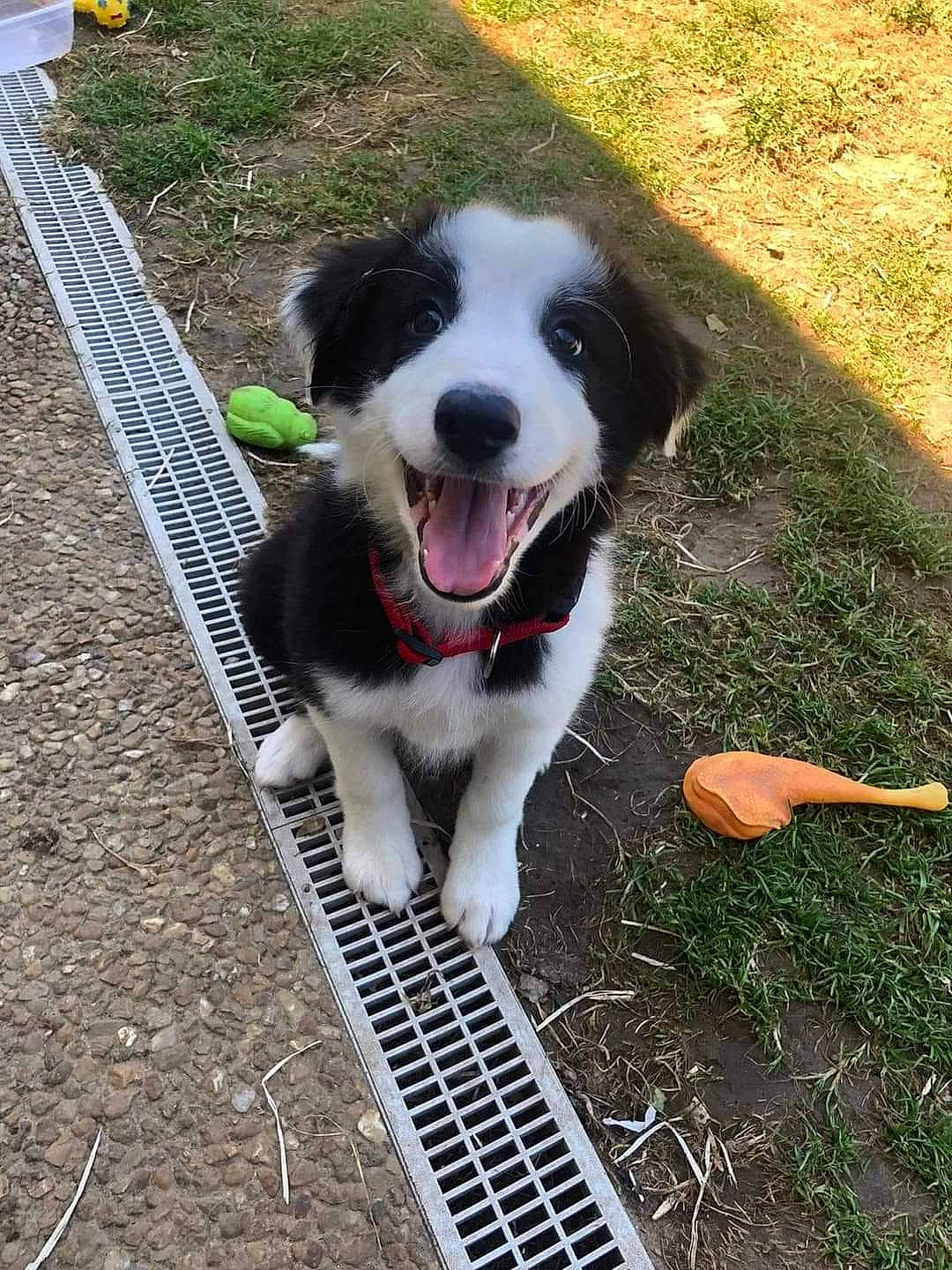 Ptit Prince a rejoint le concours — aidez-le/la à gagner de superbes lots ! border_collie, bucovina_shepherd_dog, canidae, carnivore, dog, dog_breed, english_shepherd, herding_dog, mammal, mucuchies, sporting_group, vertebrate, welsh_sheepdog, working_dog