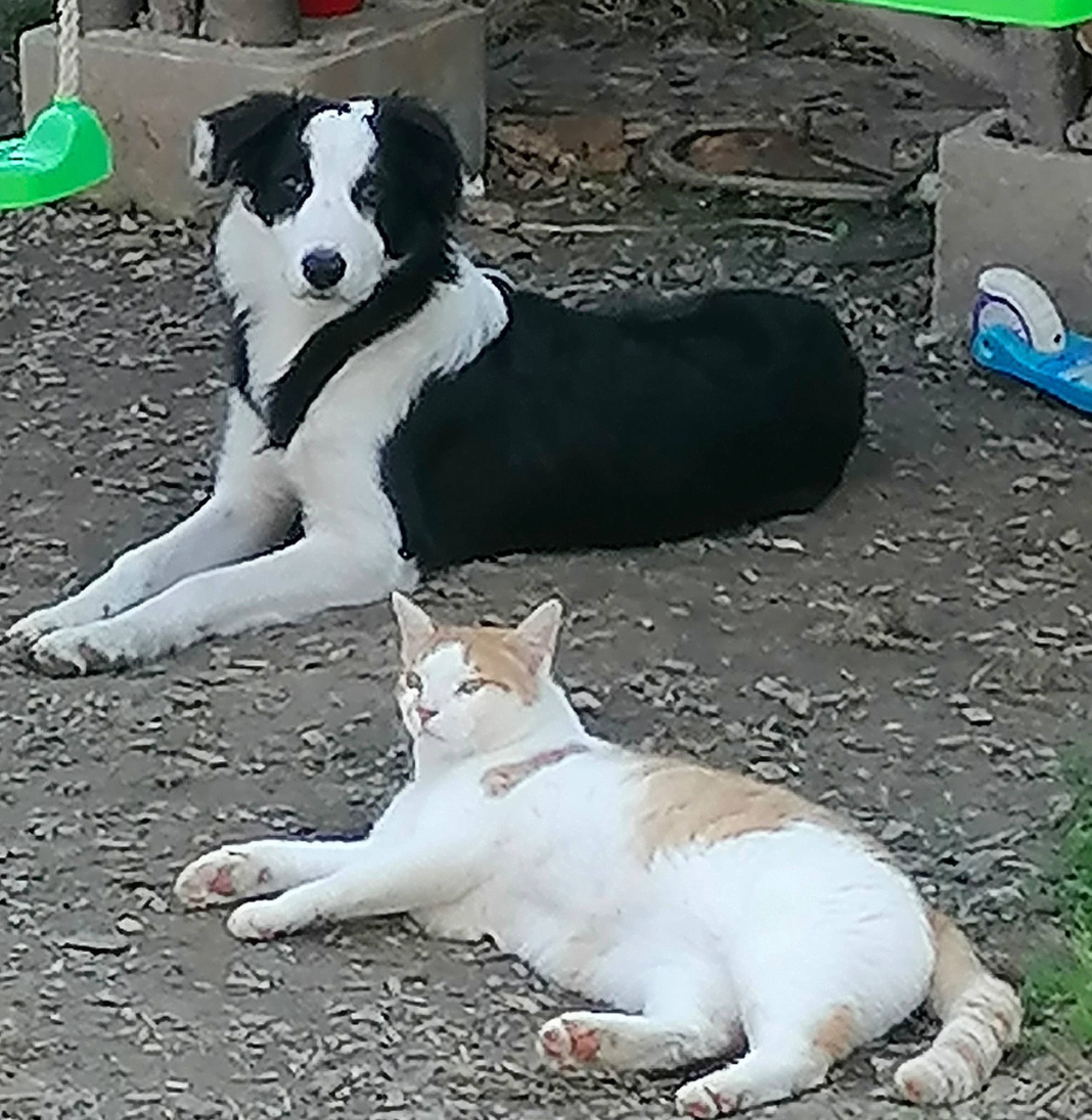 Ptit Prince a rejoint le concours — aidez-le/la à gagner de superbes lots ! canidae, carnivore, companion_dog, dog, dog_breed, mammal, non_sporting_group, tail, vertebrate