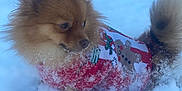 Athena participe au concours pour gagner de l'argent avec cette photo : animal, cold, cute, daytime, dog, festive, fluffy, fur, gingerbread_man, nature, outdoor, pet, playful, pomeranian, red_sweater, small_dog, snow, walking, winter, winter_clothing