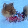 animal, cold, cute, daytime, dog, festive, fluffy, fur, gingerbread_man, nature, outdoor, pet, playful, pomeranian, red_sweater, small_dog, snow, walking, winter, winter_clothing