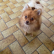 Athena participe au concours pour gagner de l'argent avec cette photo : brown_fur, companion, curious, cute, dog, domestic_animal, eyes, floor_tiles, fluffy, indoor, looking_up, nose, pet, pomeranian, portrait, small_dog, standing, tail, tile_floor, whiskers