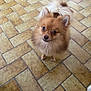 brown_fur, companion, curious, cute, dog, domestic_animal, eyes, floor_tiles, fluffy, indoor, looking_up, nose, pet, pomeranian, portrait, small_dog, standing, tail, tile_floor, whiskers