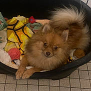 Athena participe au concours pour gagner de l'argent avec cette photo : animal, blanket, brown_dog, canine, companion, cute, dog, domestic_animal, ears, floor, fluffy, fur, indoor, looking_up, pet_bed, relaxed, small_dog, tail, tile_floor, toy