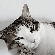 Plume participe au concours pour gagner de l'argent avec cette photo : cat, tabby, white_fur, close_up, resting, relaxed, pet, animal, feline, basket, head, face, whiskers, ears, indoor, domestic, cute, soft, sleepy, portrait