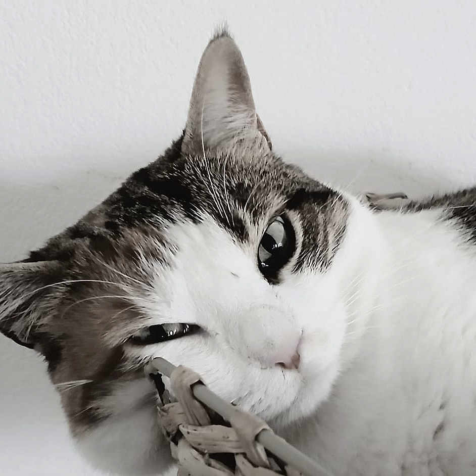 Plume participe au concours pour gagner de l'argent avec cette photo : animal, basket, cat, close_up, cute, domestic, ears, face, feline, head, indoor, pet, portrait, relaxed, resting, sleepy, soft, tabby, whiskers, white_fur