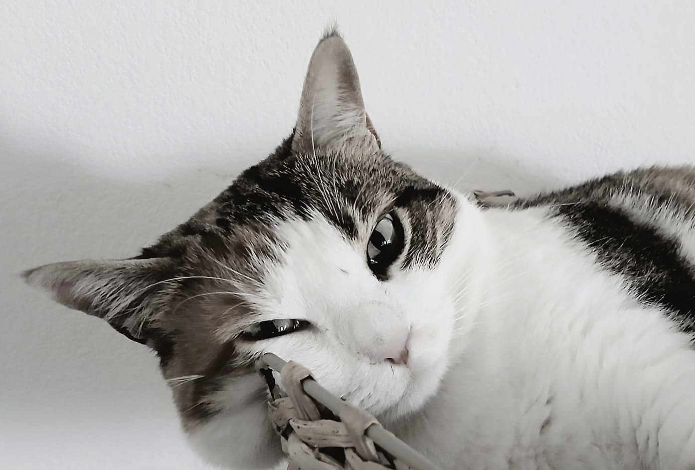 Plume participe au concours pour gagner de l'argent avec cette photo : cat, tabby, white_fur, close_up, resting, relaxed, pet, animal, feline, basket, head, face, whiskers, ears, indoor, domestic, cute, soft, sleepy, portrait