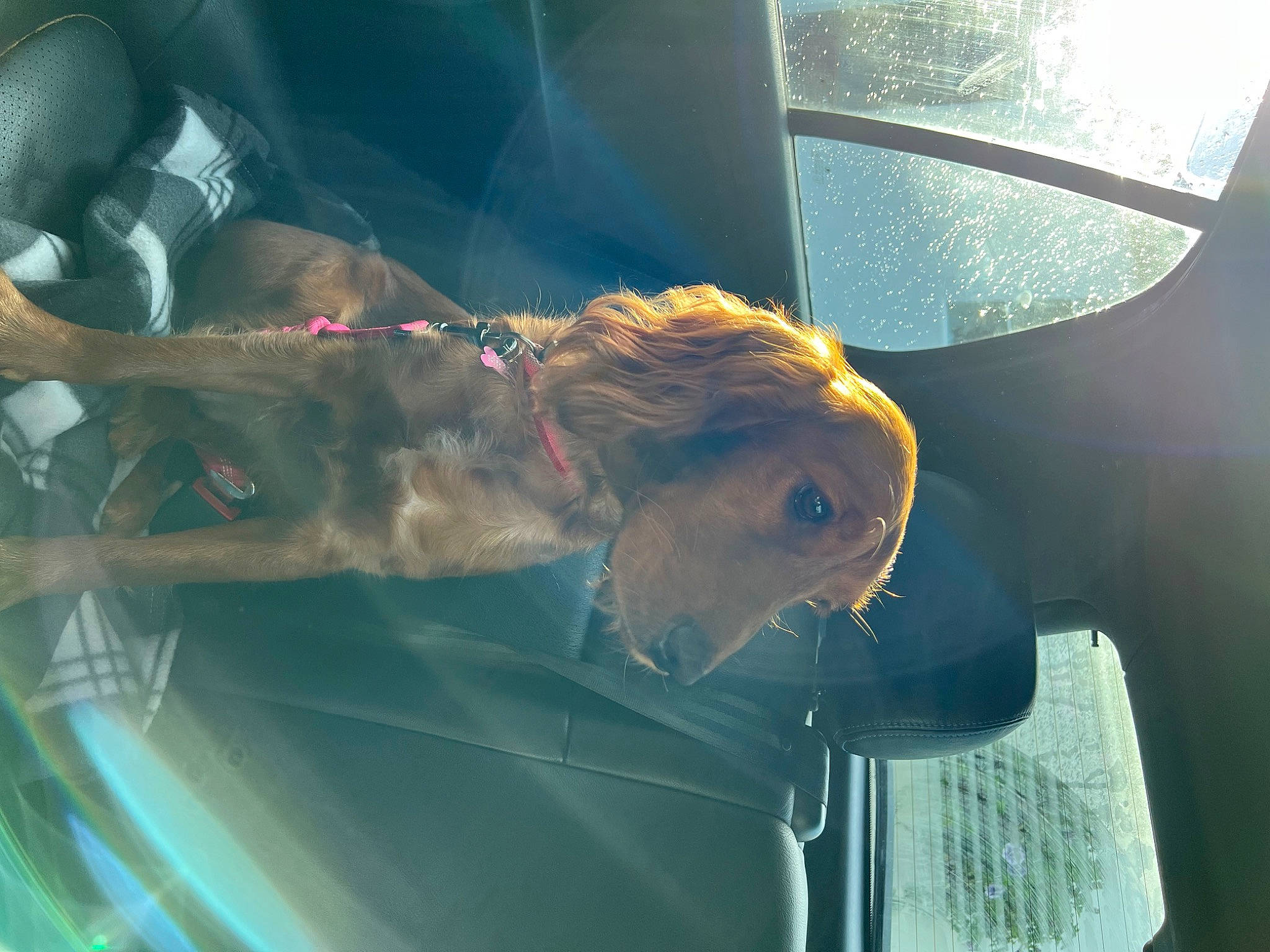 Willa is registered to the contest to win money with this photo: automotive_exterior, automotive_lighting, automotive_mirror, automotive_window_part, car, eyewear, fawn, glass, hood, jaw, mammal, motor_vehicle, rear_view_mirror, snout, sunglasses, vehicle, vehicle_door, vertebrate, window, windshield