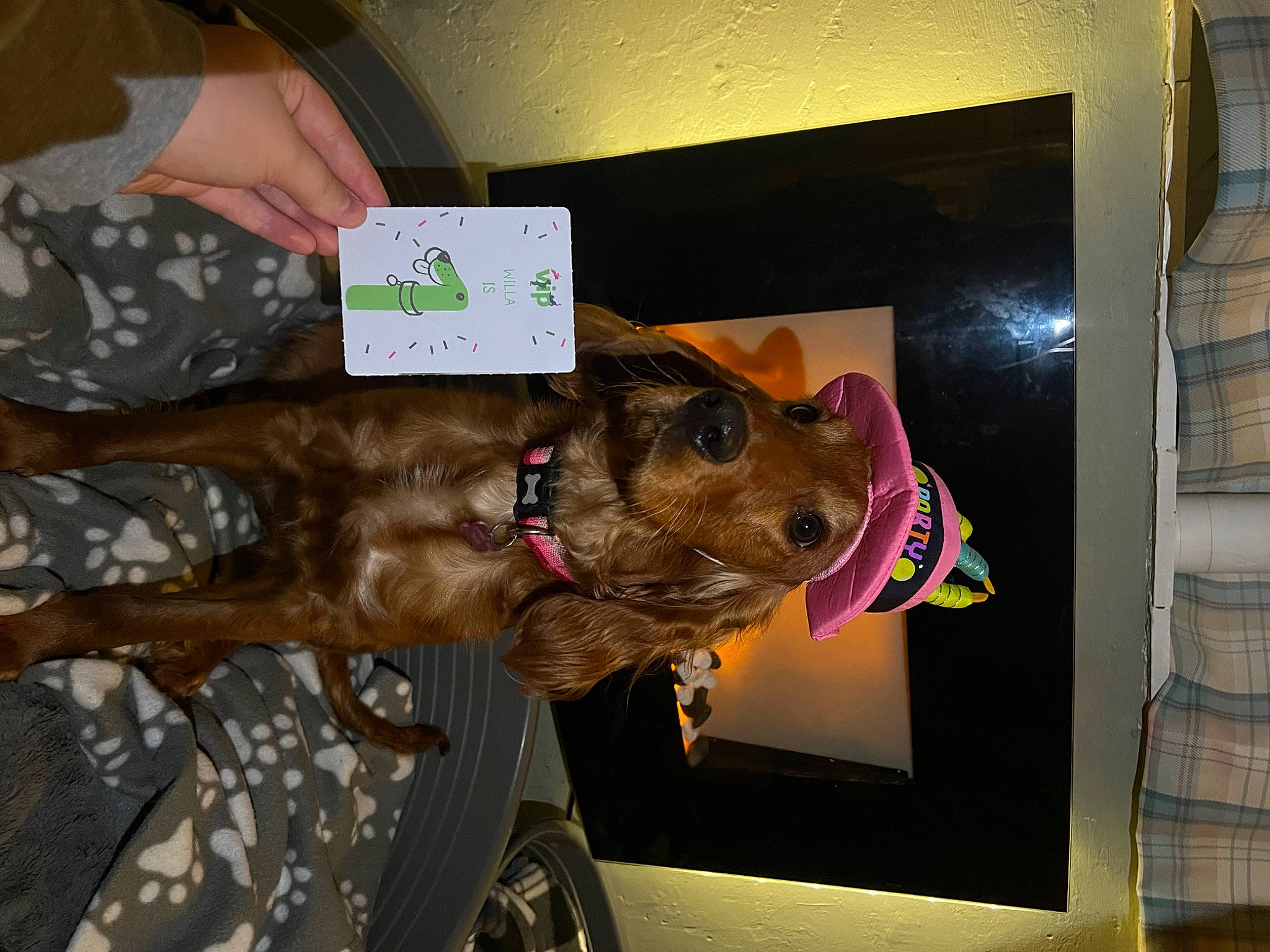 Willa joined the competition — help win amazing prizes! canidae, carnivore, collar, companion_dog, dog, dog_breed, dog_clothes, dog_collar, dog_supply, fawn, felidae, fur, guard_dog, military_camouflage, snout, sporting_group, tire, wheel, whiskers, working_animal